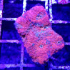 Bouture acanthastrea 'orange marble'