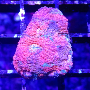 Bouture acanthastrea 'orange marble'