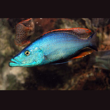 Dimidiochromis Compressiceps 6-8cm