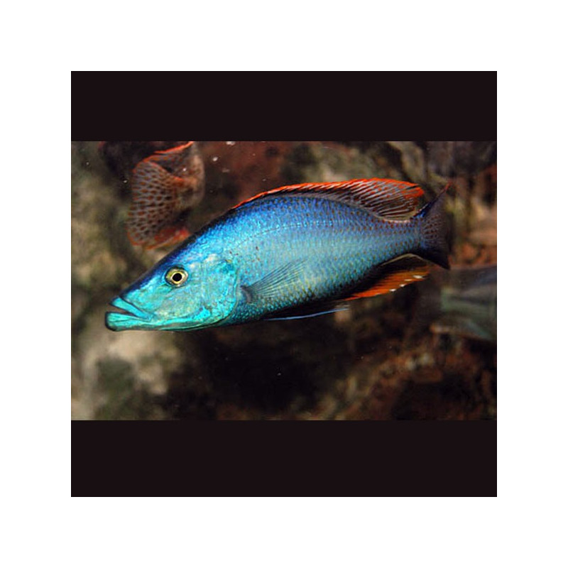 Dimidiochromis Compressiceps 6-8cm