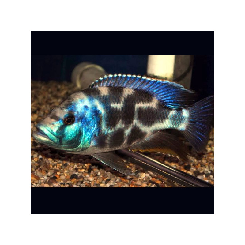 Hemichromis livingstonii le couple 9-11 cm         49,50 €