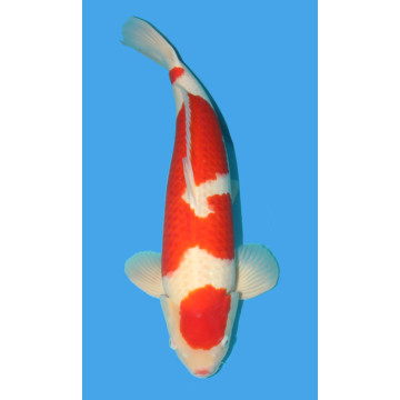 Koï Japon Kohaku Gosai éleveur Torazo taille 68 cm Mâle 1 695,00 €