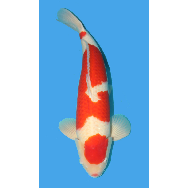 Koï Japon Kohaku Gosai éleveur Torazo taille 68 cm Mâle 1 695,00 €