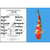 Koï Japon Kohaku Yonsai éleveur Hoskikin taille 60 cm Mâle 1 750,00 €