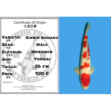 Koï Japon Ginrin Kohaku Yonsai éleveur Hoshikin taille 56 cm Mâle 9...