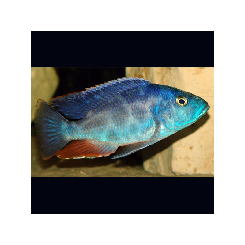 Haplochromis polistigma 4-6 cm 8,50 €