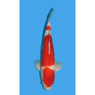 Koï Japon Kohaku Yonsai éleveur Maruyama taille 57 cm Femelle 650,00 €