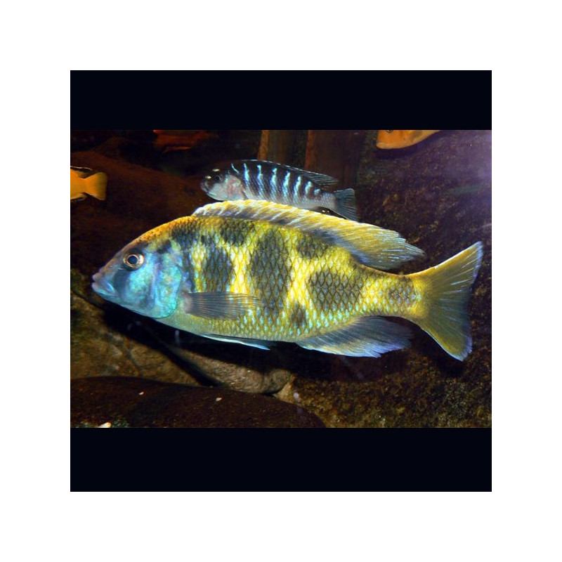 Nimbochromis venustus 10-12 cm le couple 49,50 €