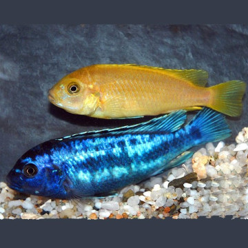 Melanochromis Johanni 6-8cm 7,50 €