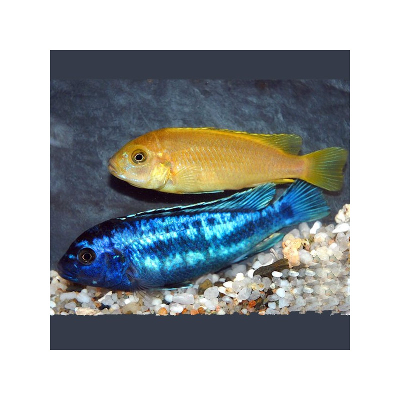 Melanochromis Johanni 6-8cm 7,50 €