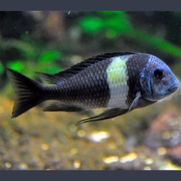 Tropheus Duboisi 3-4cm lot de 2