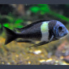 Tropheus Duboisi 3-4 cm lot de 5 49,50 €