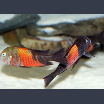 Tropheus Moorii bemba 3-4 cm