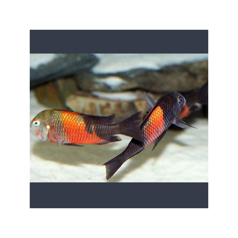 Tropheus Moorii orange bemba 3-4 cm 14,50 €