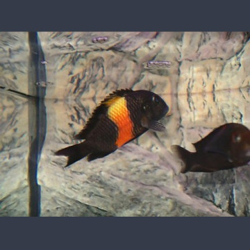 Tropheus Moorii Orange 3-4 cm lot de 2