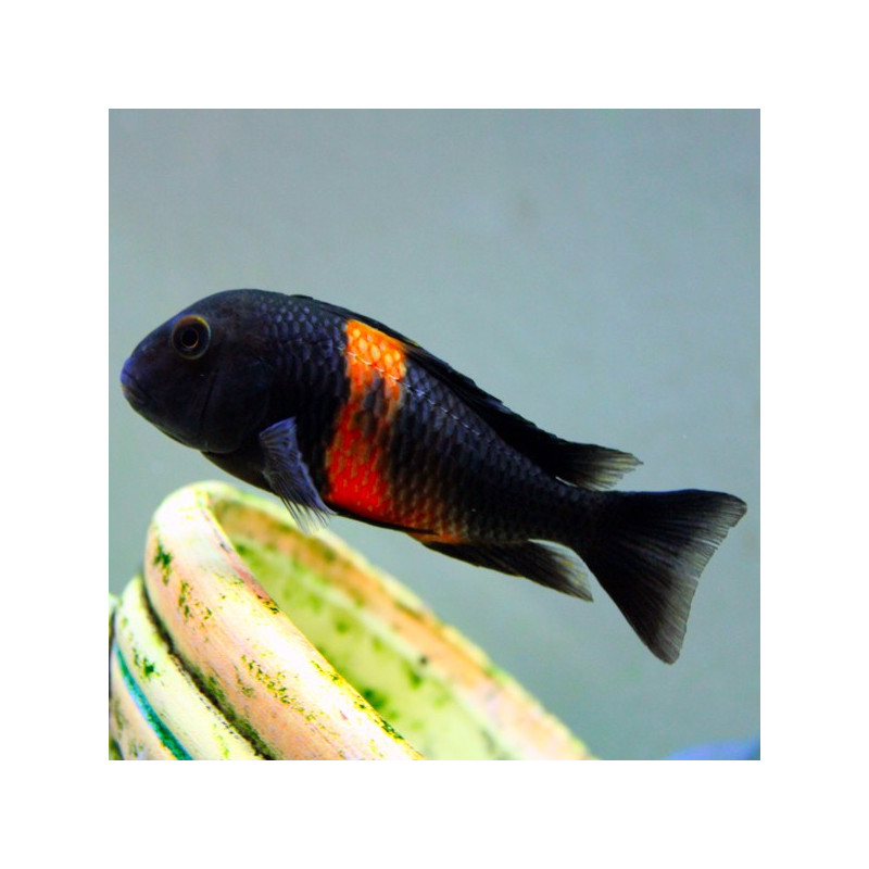 Tropheus Moorii Orange Bemba 5-6cm lot de 5