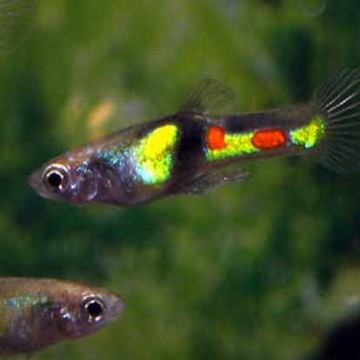 Guppys Endler - Poecilia Wingei El Tigre campoma lot 3 couples 19,50 €