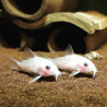 Corydoras panda snow white lot de 2