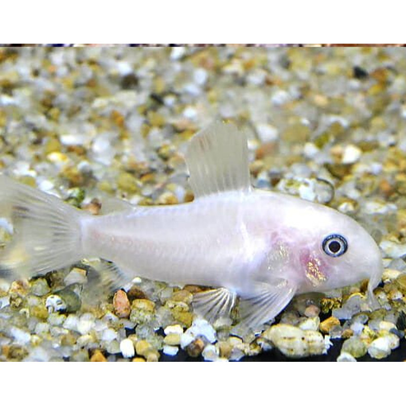 Corydoras panda snow white lot de 2