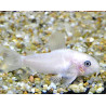 Corydoras panda snow white lot de 2