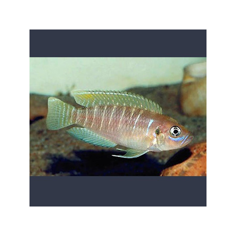 Neolamprologus Brevis 3-4cm lot de 2 16,50 €