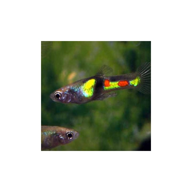 Guppys Endler - Poecilia Wingei El Tigre campoma par couple 6,90 €