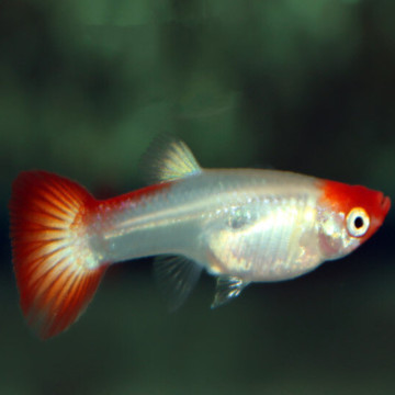 Guppy koï femelle XL