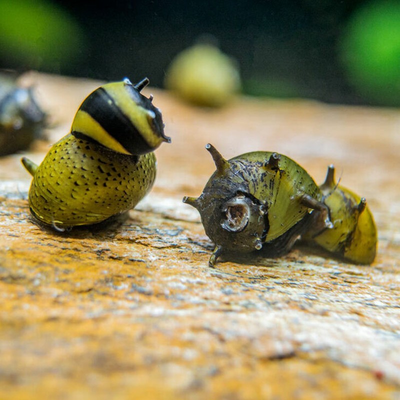 Neritina Sp chevelus (escargots mangeur d'algues d'eau douce) lot d...