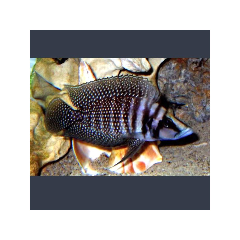 Altolamprologus calvus Black pearl 3-4cm