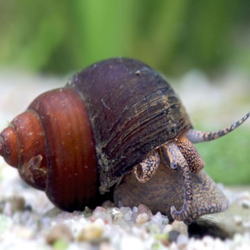 Clithon Brenspinae escargots mangeur d'algues à antennes lot de 10 ...