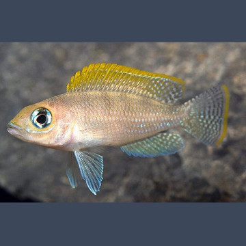 Neolamprologus Caudopunctatus Red Fin 3-4cm