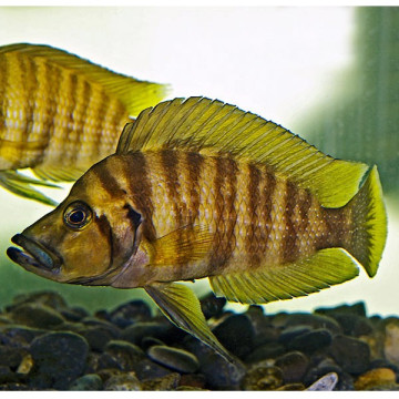 Altolamprologus compressiceps Gold 