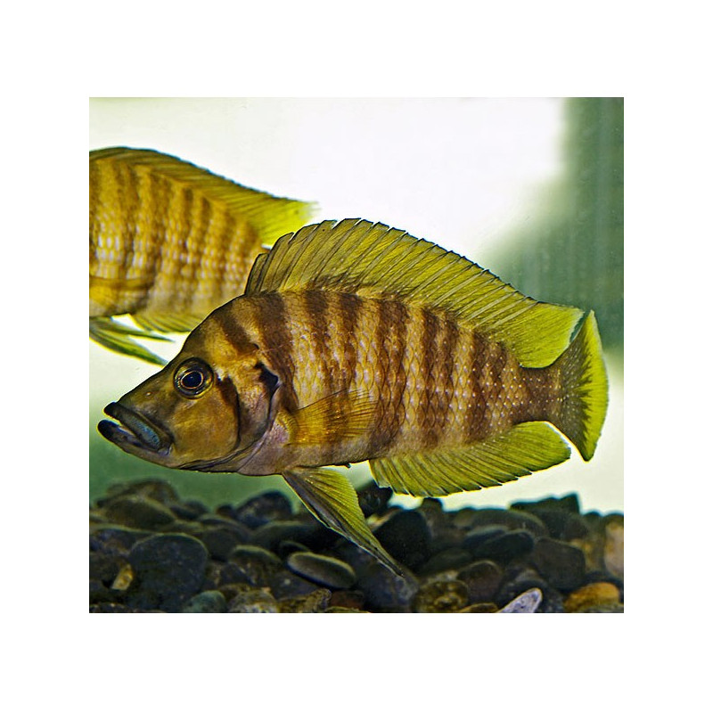 Altolamprologus compressiceps Gold 