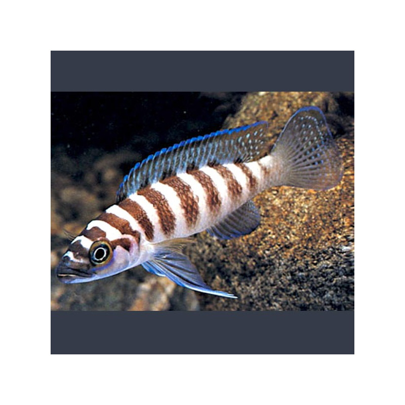 Neolamprologus Cylindricus 6-8cm 8,50 €