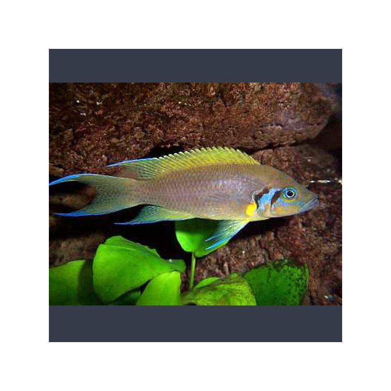 Lamprologus dafodil 4-5cm        6,50 €