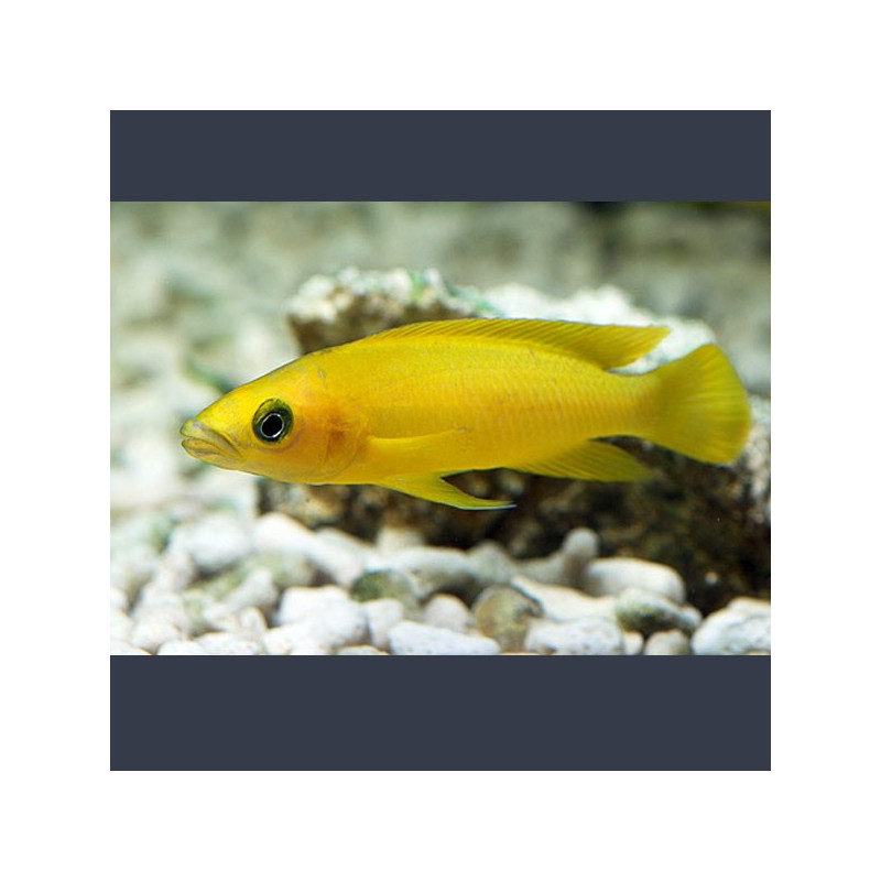 Lamprologus Leleupi 4-5cm         7,50 €