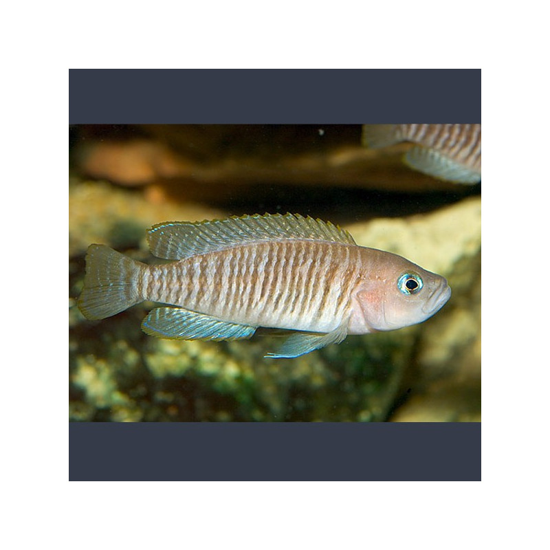 Neolamprologus multifasciatus 2-3cm 8,50 €