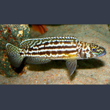 Lepidiolamprologus nkambae 4-5cm