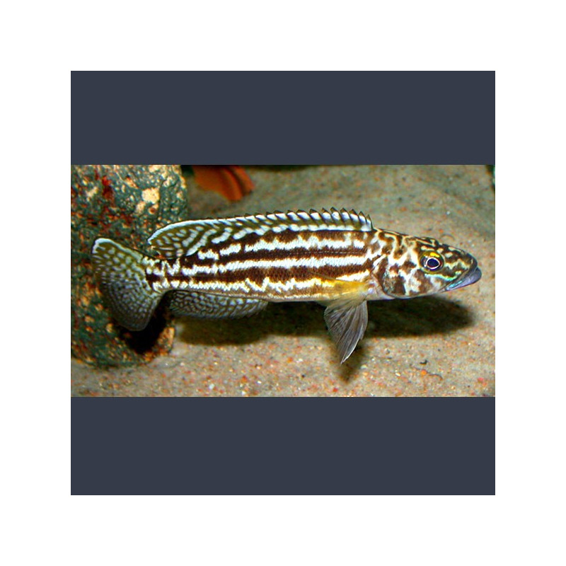 Lepidiolamprologus nkambae 6-8cm 9,50 €