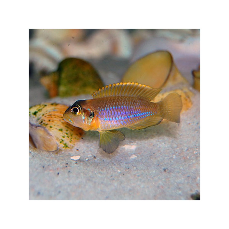 Lamprologus Ocellatus 2-3cm