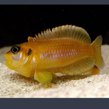 Lamprologus Ocellatus Orange 2-3cm