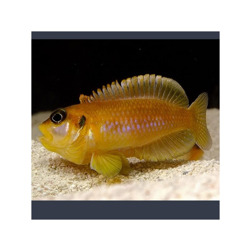 Lamprologus Ocellatus Orange 2-3cm 8,50 €