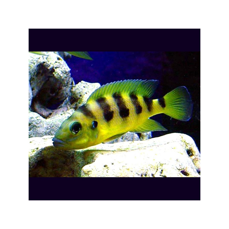 Neolamprologus Sexfasciatus Gold 3-4cm     