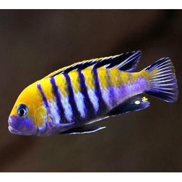 Cynotilapia Afra Cobue le couple 6-8 cm 29,50 €