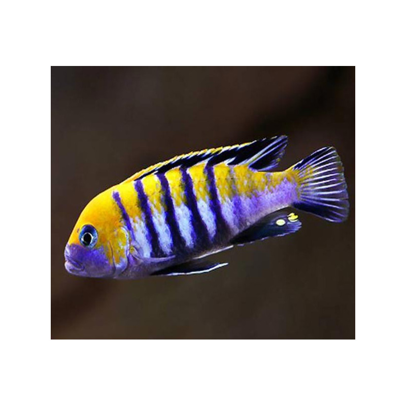 Cynotilapia Afra Cobue le couple 6-8 cm 29,50 €