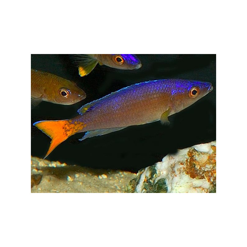 Cyprichromis Leptosoma 6-8 cm