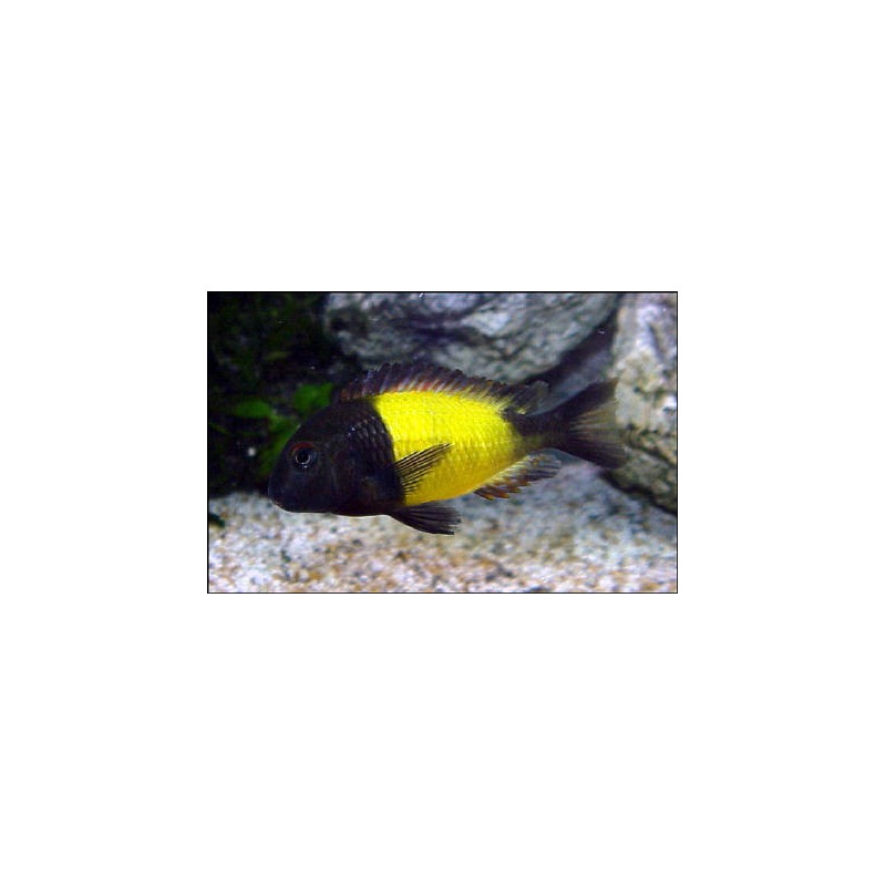 Tropheus Moorii Ikola 4-5 cm 14,50 €