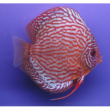 Discus Turquoise rouge Stendker d'élevage Allemand 8-9 cm