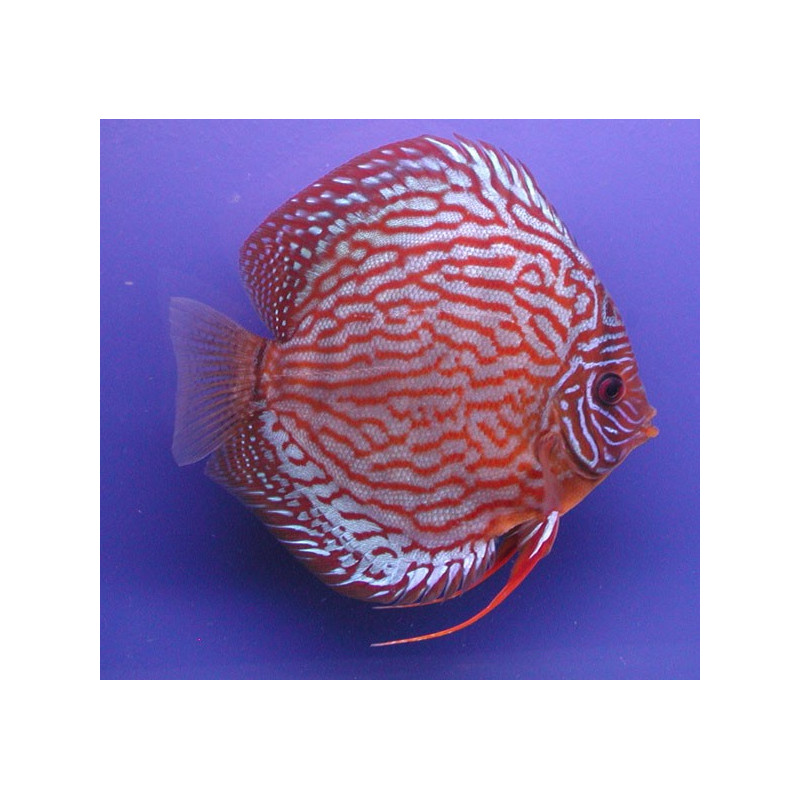 Discus Turquoise rouge Stendker d'élevage Allemand 8 cm 39,50 €