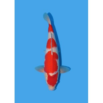 Koï Japon Nisai Kohaku Femelle eleveur Himitsu +-45cm